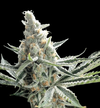 Tangie Crockett (CFF/DNA)