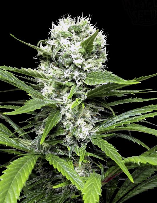 Lemon Ice