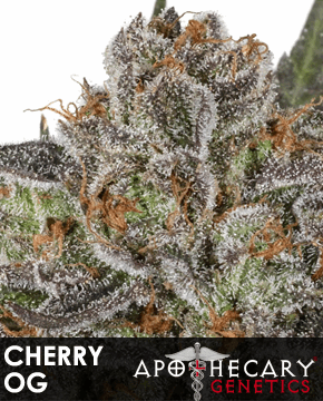 Cherry OG (AG)