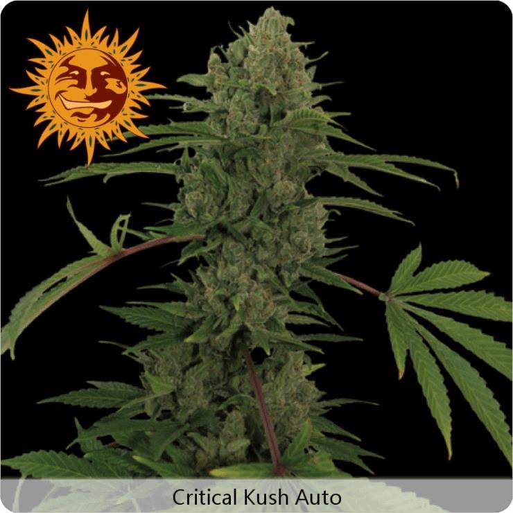 Critical Kush Auto