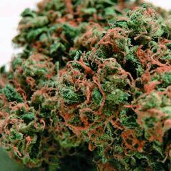 Sour Diesel (Bbs)