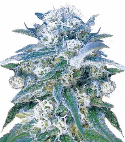 Critical Kush (Zativo)