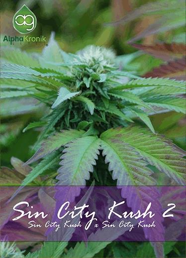 Sin City Kush 2