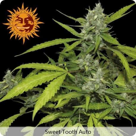 Sweet Tooth Auto