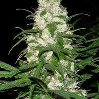 Energy Haze