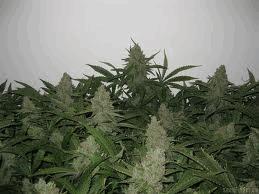 Pineapple Express