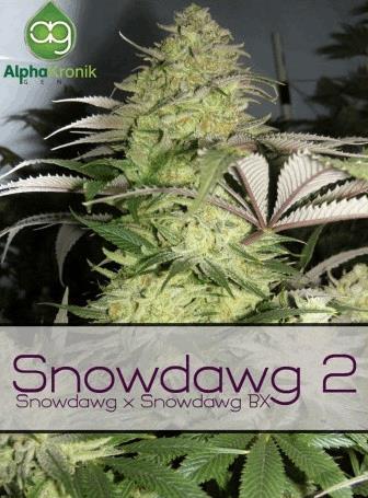 Snowdawg 2