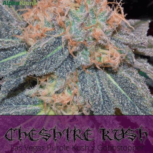 Cheshire Kush