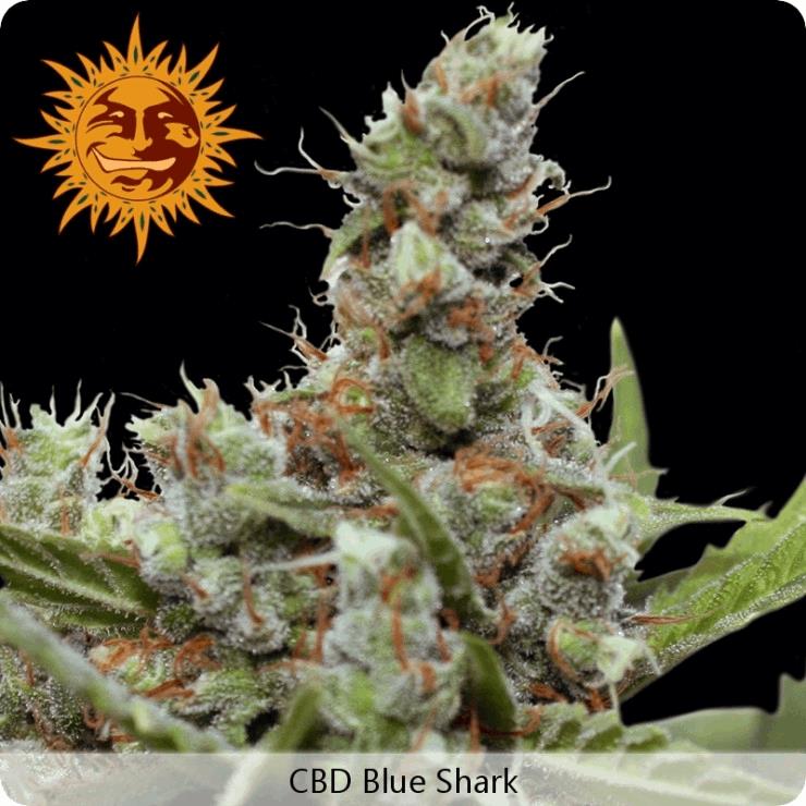 CBD Blue Shark (BF)