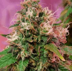 CBD OG Kush