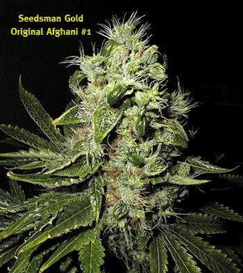 Original Afghani #1 (sm)