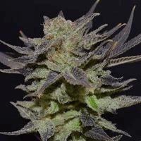 Auto Lavender (cbd s)