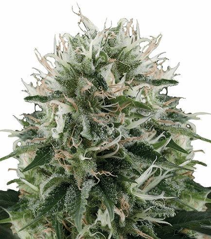 Diesel Kush (Zativo)