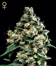 Jack Herer (ghs)