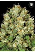 Sour Diesel (BSB)