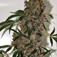 Girl Scout Cookies XTRM