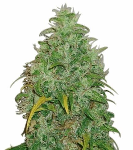 Original Skunk (Zativo)