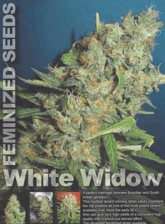White Widow (hg)