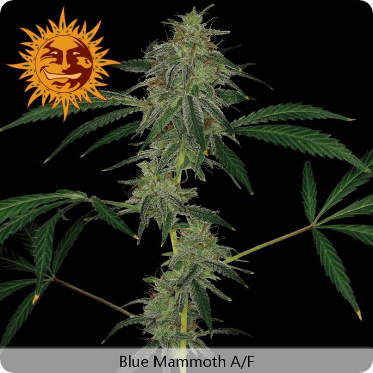 Blue Mammoth Auto