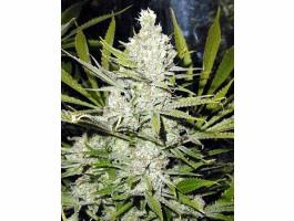 Super Silver Haze (MNS)