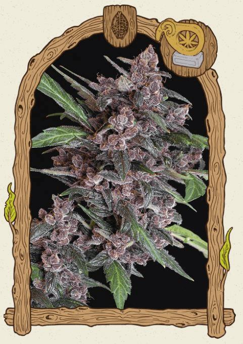 Black Lemon Auto