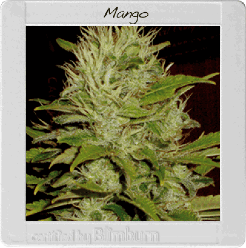 Mango (BBS)