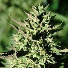 Grapefruit Krush