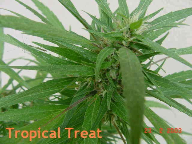 Tropical Treat Special:
