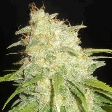 Critical Yumbolt