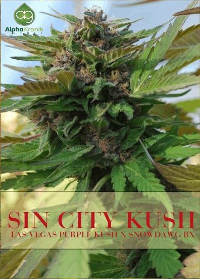 Sin City Kush