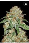 Dark Domina