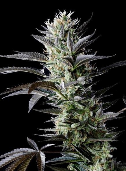 Big Afghan  Skunk