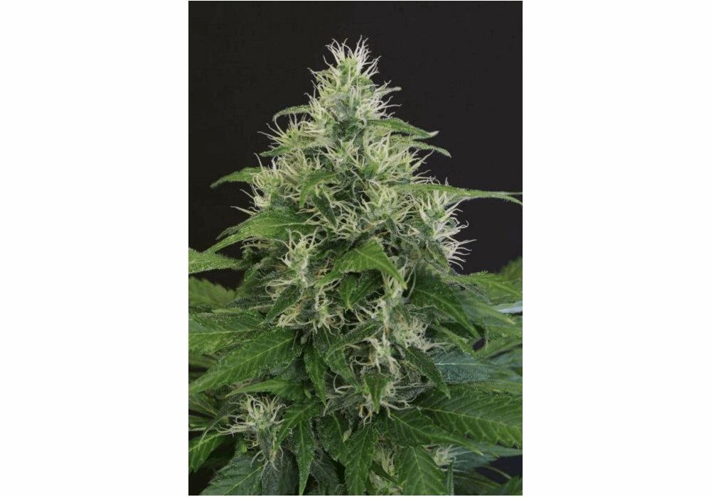 Lemon Candy (Exotic S.)