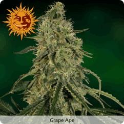 Grape Ape