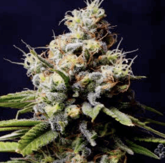 Purple Berry Kush