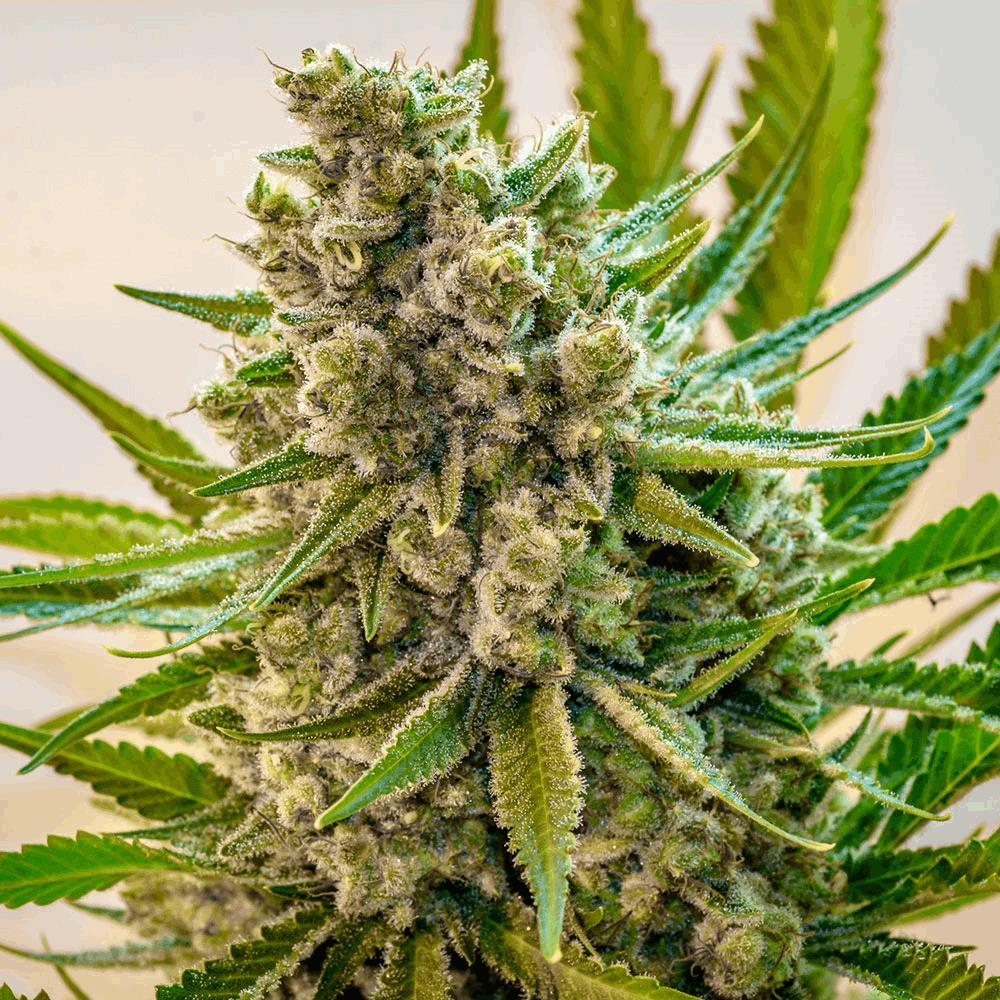 Princess Haze