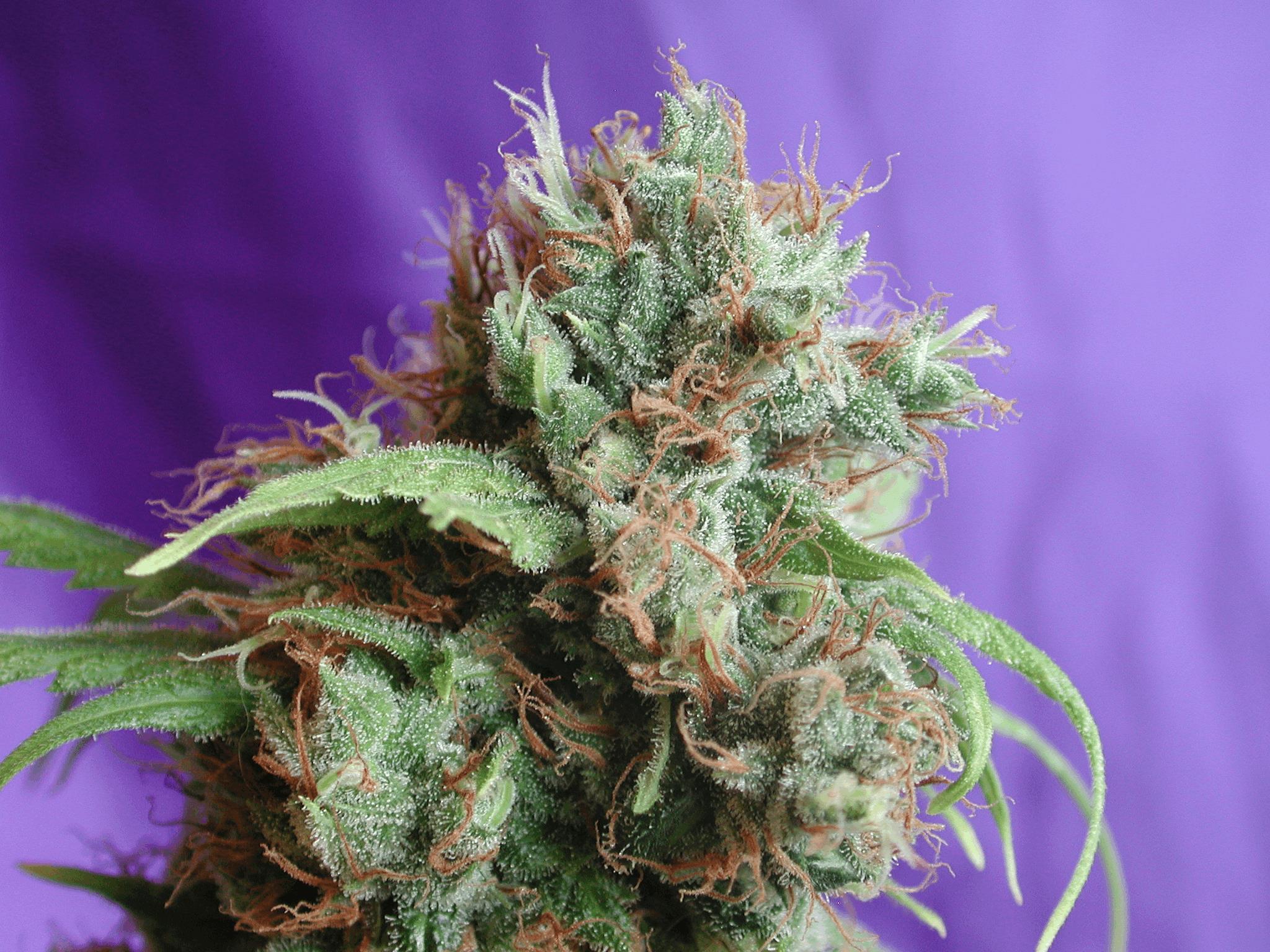 Dolce Sativa