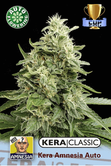 Kera Amnesia AUTO