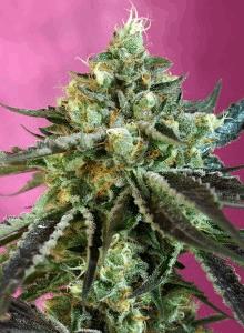 Sweet Nurse Auto CBD