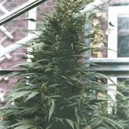Urban Poison