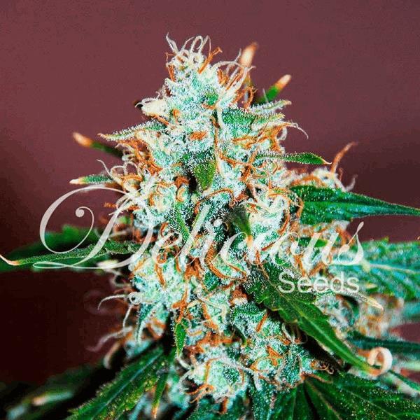 Critical Neville Haze 2.0