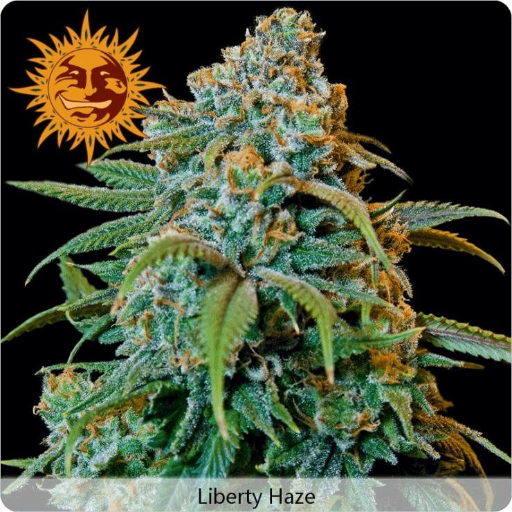 Liberty Haze (BF)