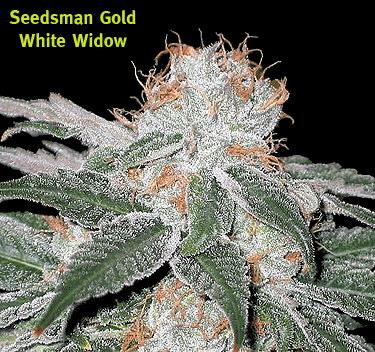 White Widow (SM)