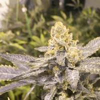 Orange Big Bud (cbd s)