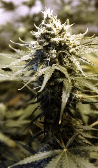 Afghani Gold(PS)