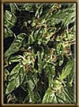 Durban Poison Amazing Special