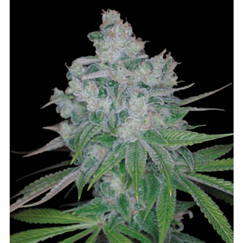 Kandy Kush Skunk