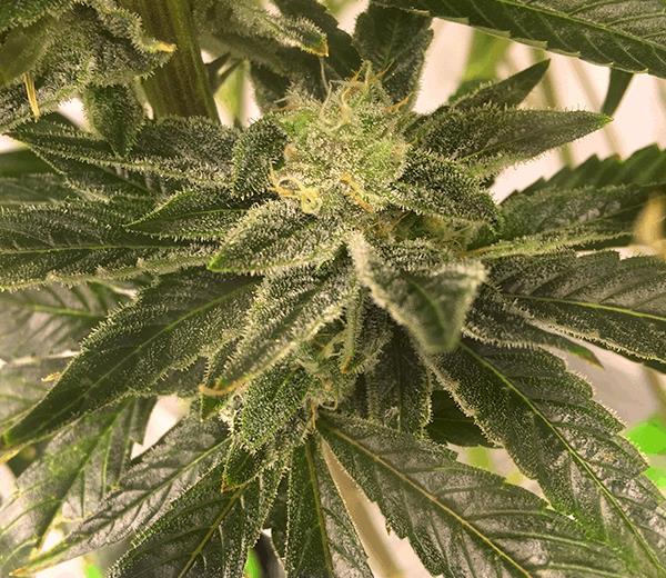 CBD OX