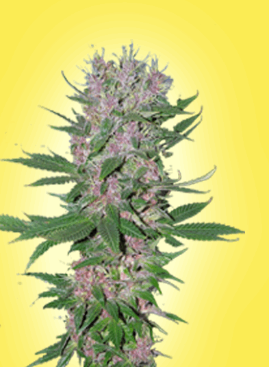 Purple power (High Supplies)