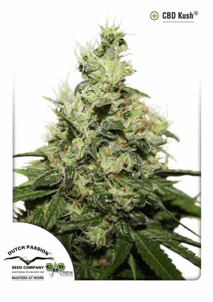 CBD Kush (Médicale)